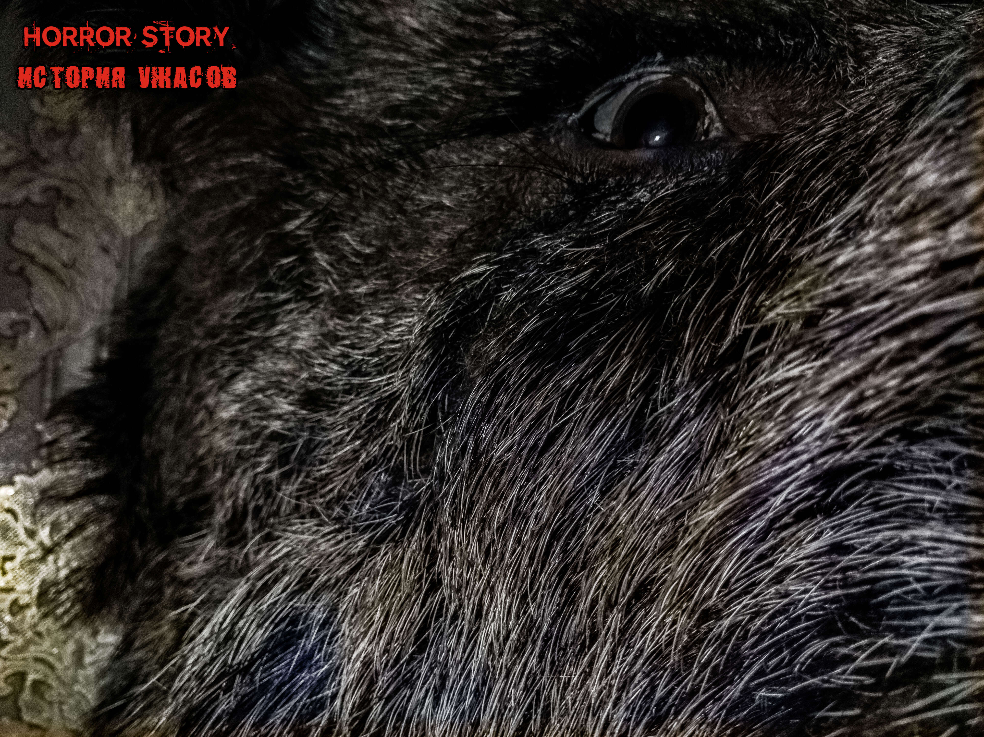 2 Фото квест комнаты Horror Story - История Ужасов в городе Киев
